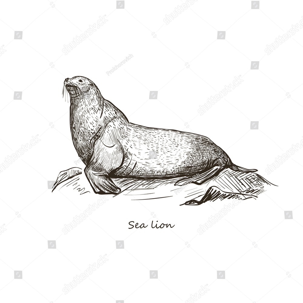 1000x1000 Sea Lion. Vector Sketch Isolated On White Background. The Card - Sea Lion Sketch