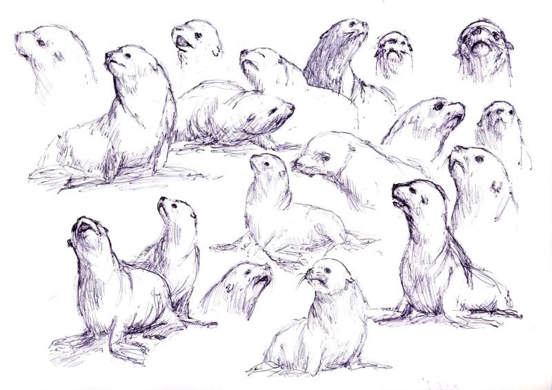 800x566 Sea Lions - Sea Lion Sketch