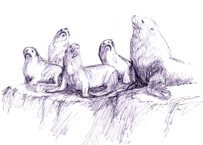 700x499 Sea Lions - Sea Lion Sketch