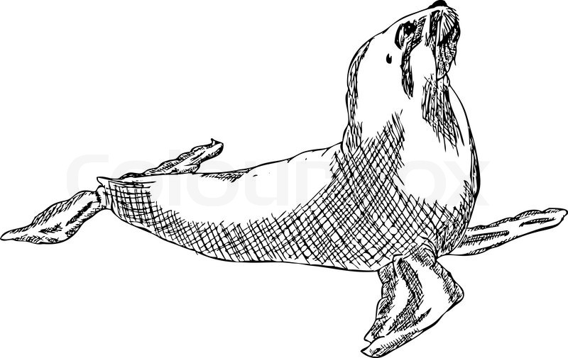 800x505 Vector - Sea Lion Sketch