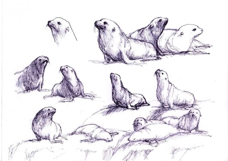 800x566 Realistic Sea Lion Drawing - Sea Lion Sketch