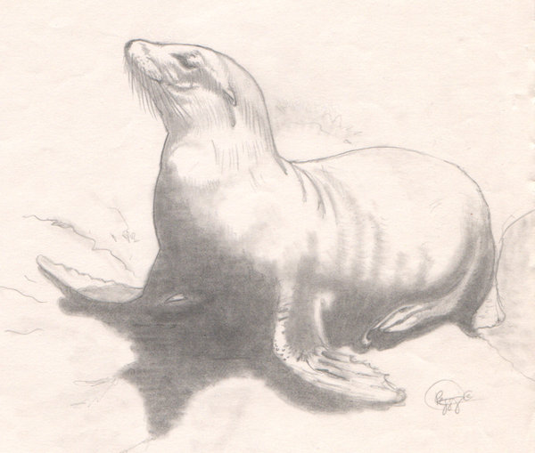 600x509 Sea Lion By Peca06 - Sea Lion Sketch
