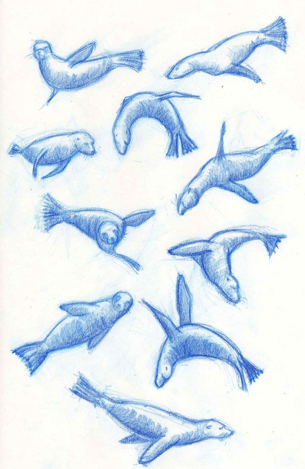 600x921 Sea Lion Tattoo Designs Ink Lion Tattoo Design - Sea Lion Sketch