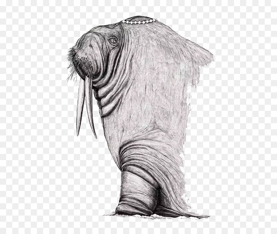 900x760 Drawing Illustrator Poster Illustration - Sea Lion Sketch