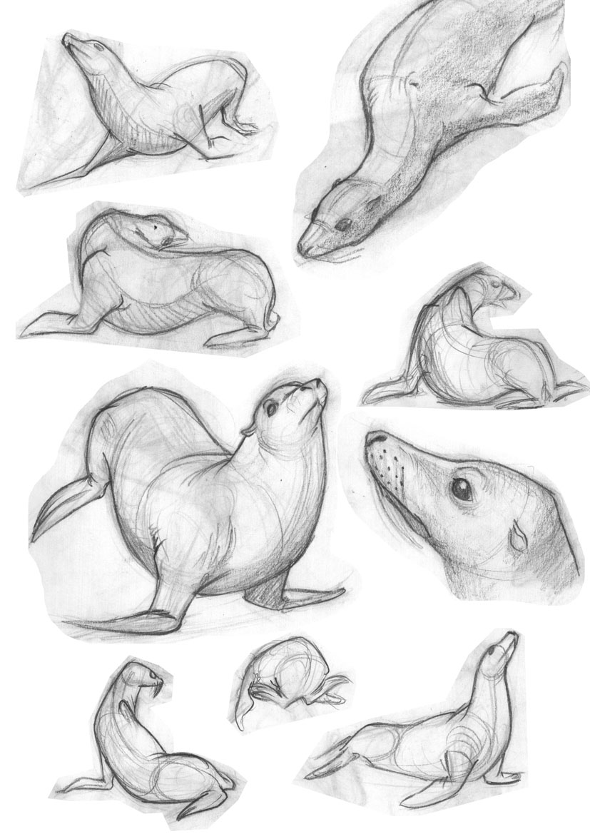 827x1169 Final Sea Lion Research2 - Sea Lion Sketch