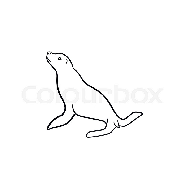 800x800 Fur Seal Hand Drawn Outline Doodle Icon. Vector Sketch - Sea Lion Sketch