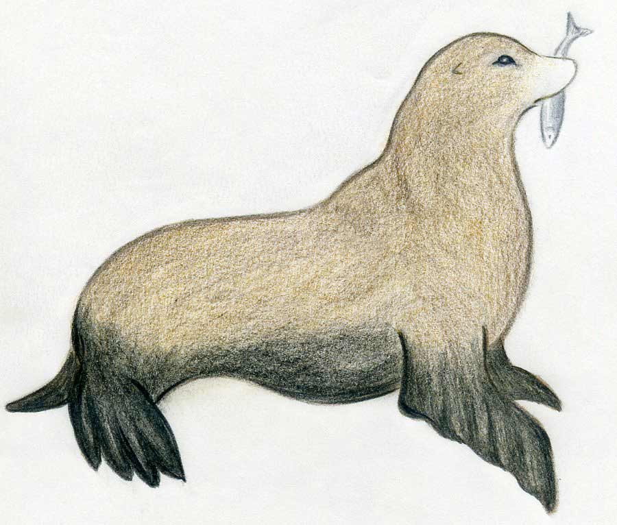 900x766 How To Draw A Seal - Sea Lion Sketch
