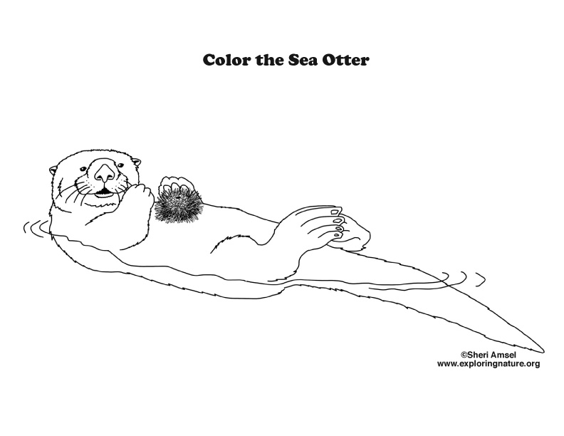 792x612 Otter (Sea) Coloring Page - Sea Otter Sketch