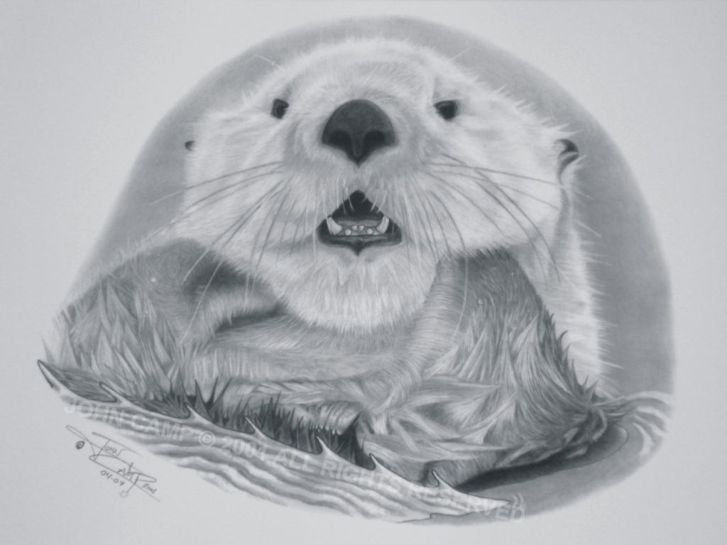 Cartoon Otter Sketch Drawing for Kids