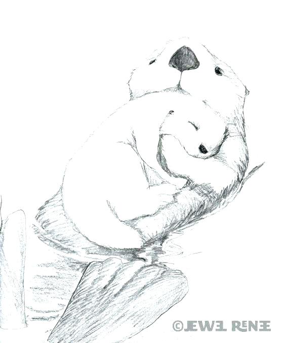 565x678 Sea Otter Coloring - Sea Otter Sketch