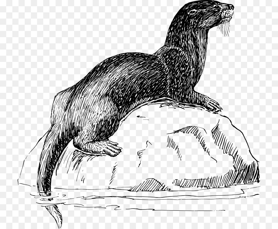 900x740 Sea Otter North American River Otter Vertebrate Clip Art - Sea Otter Sketch