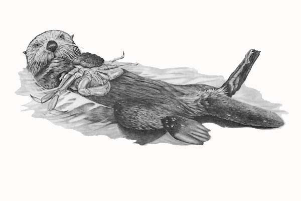 600x400 Sketch For Sea Otter Mums By Psithyrus Black And - Sea Otter Sketch