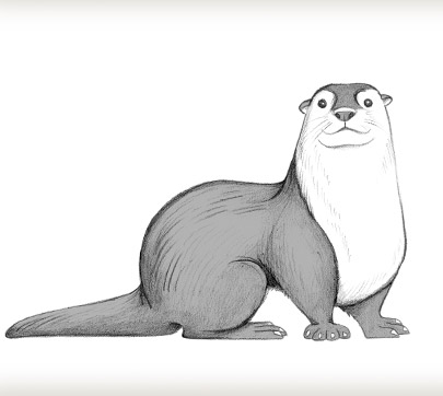 405x362 Draw An Otter - Sea Otter Sketch