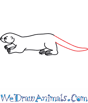 300x350 How To Draw A Sea Otter - Sea Otter Sketch