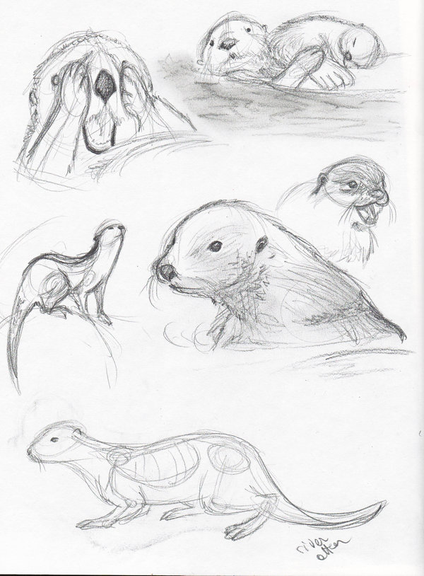 600x814 Life Drawing - Sea Otter Sketch