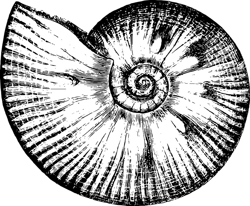 871x720 Free Photo Crustacean Pattern Sketch Ocean Sea Shell Water - Sea Sketch