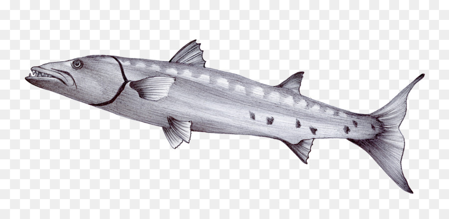 900x440 Barracuda Drawing Sea Sketch - Sea Sketch