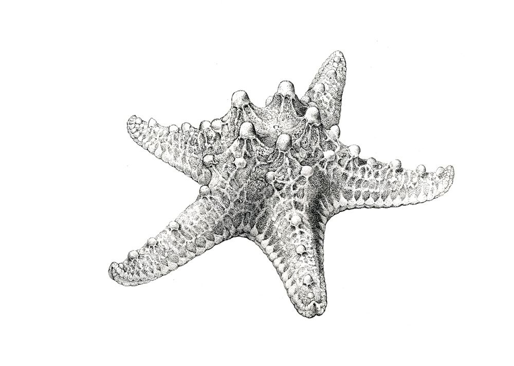 Sea Star Sketch at Explore collection of Sea Star