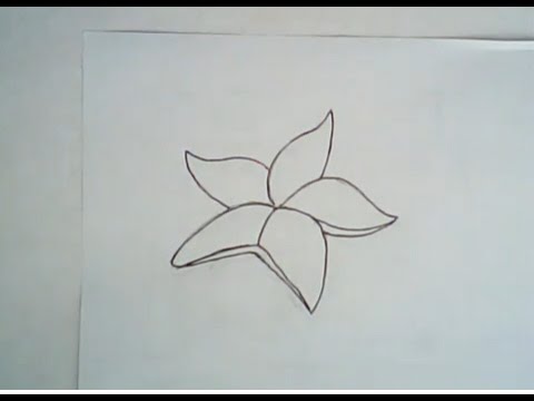 480x360 How To Draw A Sea Star (Simple Drawing Lesson) - Sea Star Sketch