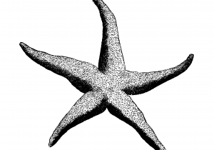 Realistic Simple Starfish Drawing