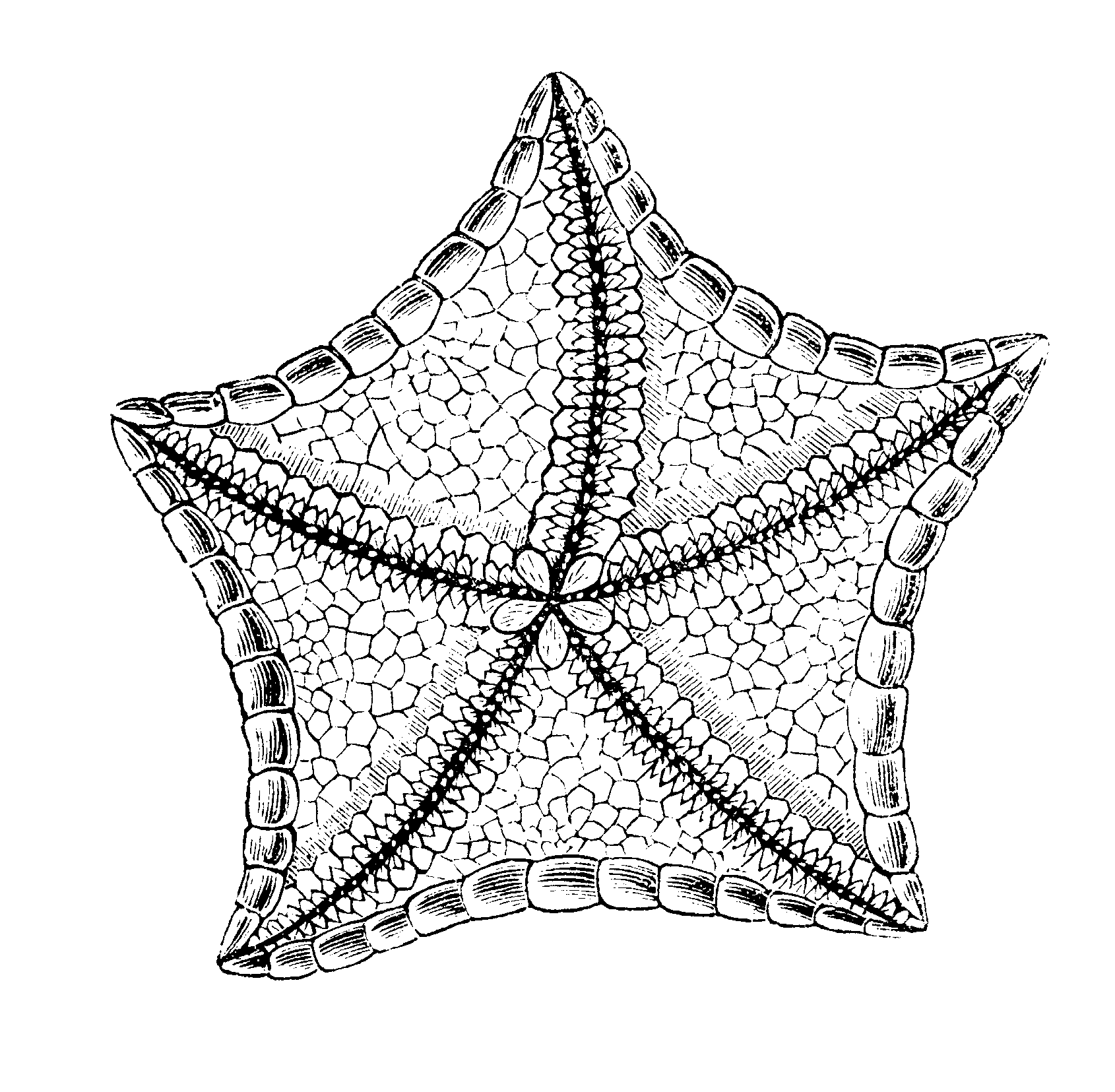 Sea Star Sketch at Explore collection of Sea Star