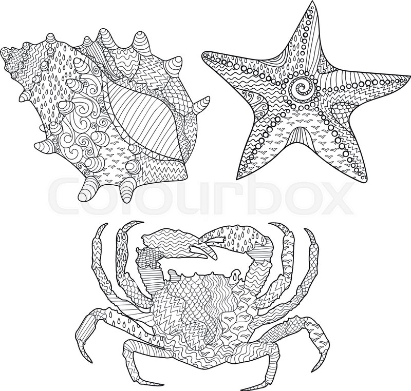 800x762 Set Of Marine Objects - Sea Star Sketch