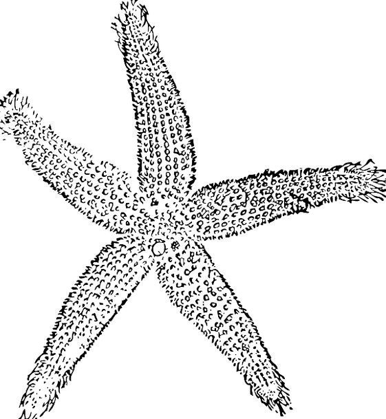 Sea Star Sketch at PaintingValley.com | Explore collection of Sea Star ...