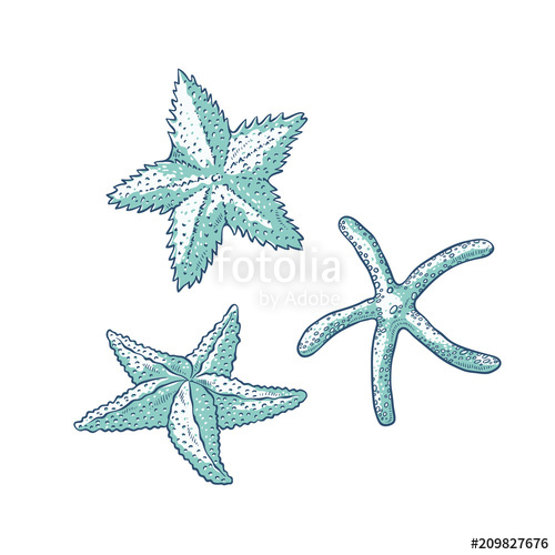 500x500 Vector Set Starfish. Three Types Sea Star Monochrome Outline - Sea Star Sketch