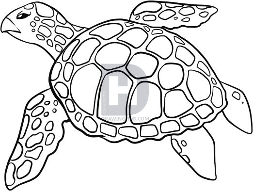 522x394 How To Draw A Sea Turtle, Step By Step, Drawing Guide, By - Sea Turtle Sketch