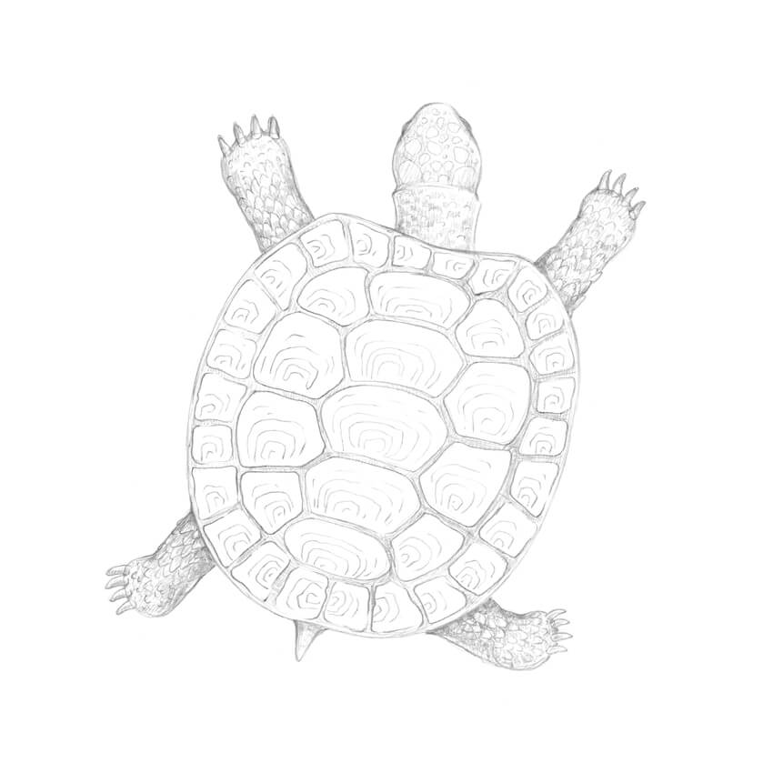 850x850 How To Draw A Turtle - Sea Turtle Sketch