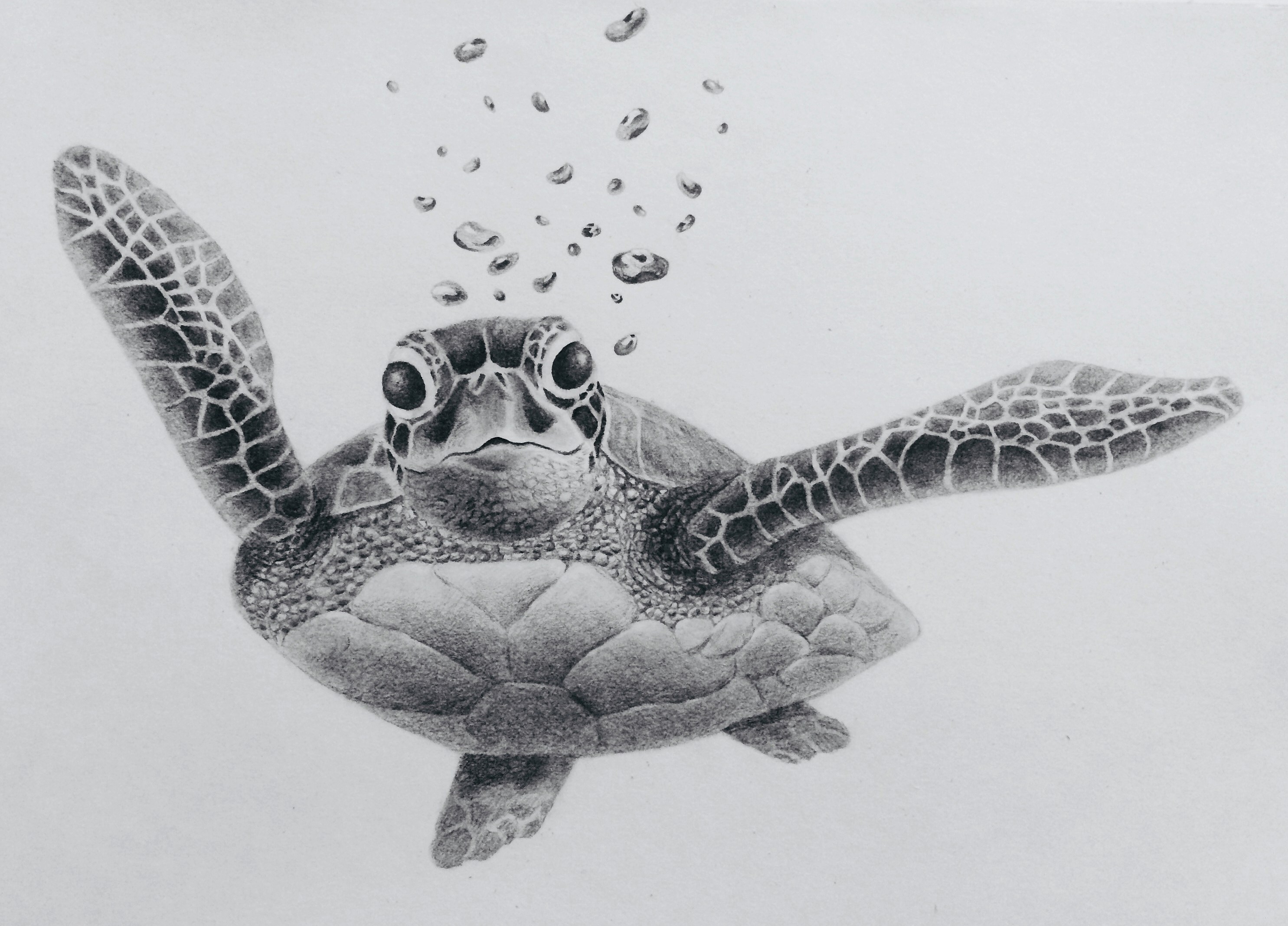 Tortoise Pencil Sketch