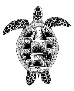 244x300 Sea Turtle Drawings Fine Art America - Sea Turtle Sketch