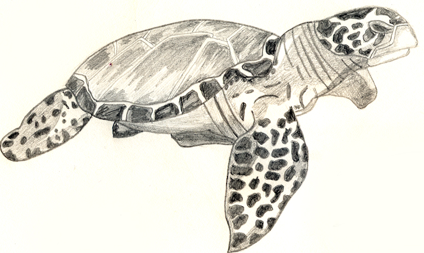 831x496 Sea Turtle Sketch By Jezabelpheonix - Sea Turtle Sketch