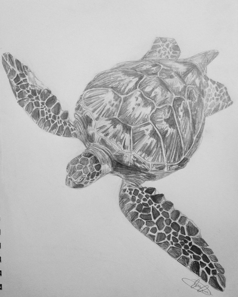 Sea Turtle Sketch at PaintingValley.com | Explore collection of Sea ...