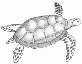 275x213 Turtle Drawings - Sea Turtle Sketch