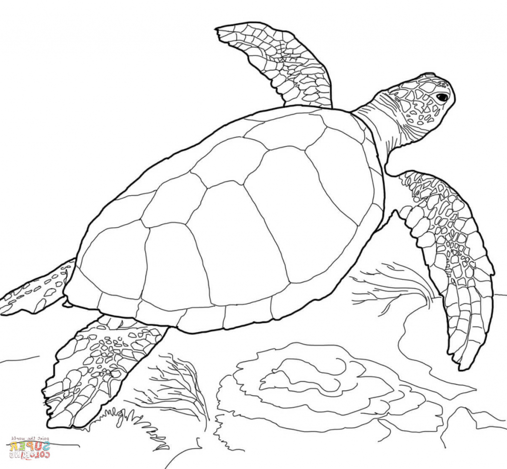 Sea Turtle Sketch At Paintingvalley.com 