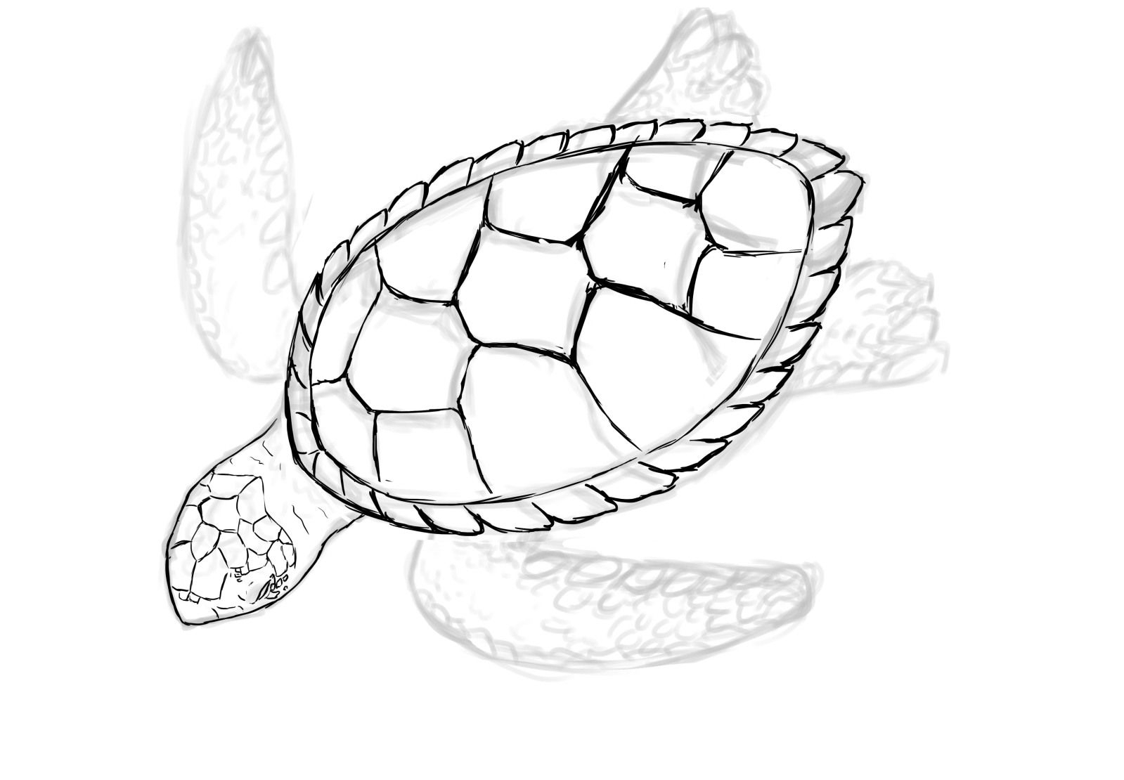1599x1110 Drawings Of Sea Turtles Images For Gt Baby Turtle Sketch Sea - Sea Turtle Sketch