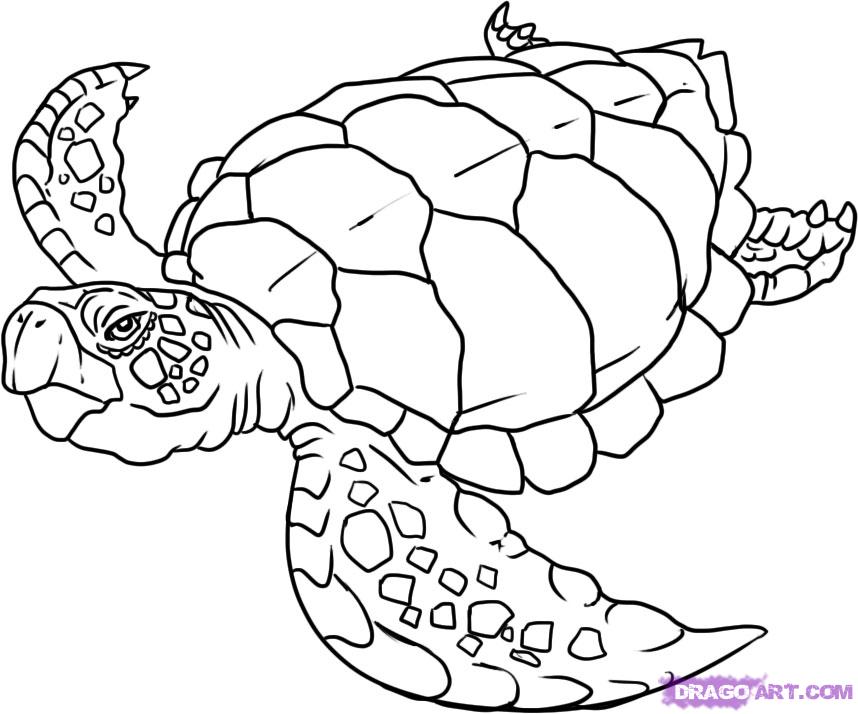858x714 Drawn Sea Turtle Water Drawing - Sea Turtle Sketch