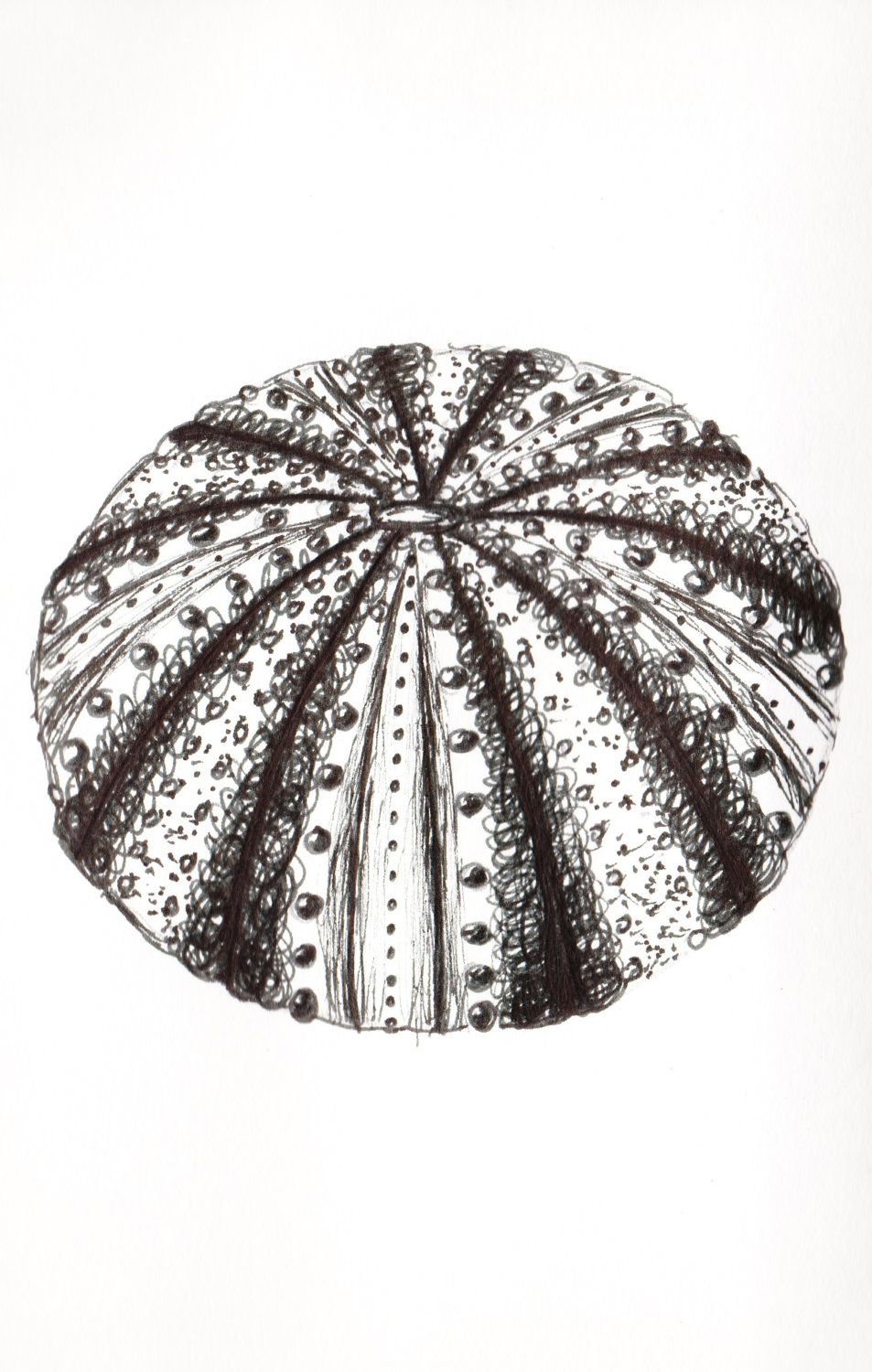 953x1500 Sea Urchin, Pen Drawings And Prints, Made To Order, Fully - Sea Urchin Sketch