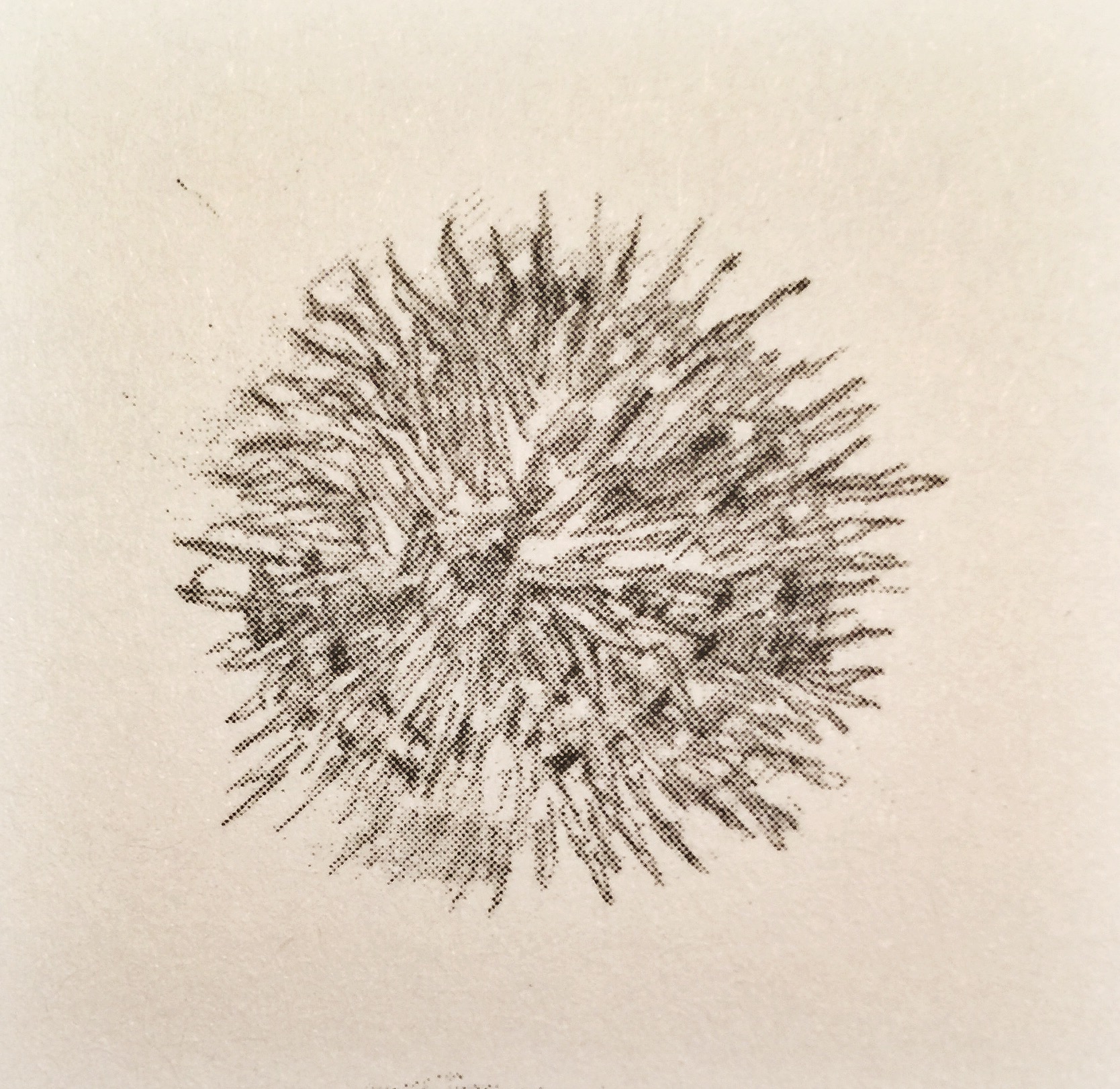 1668x1622 Sea Urchin (Books) How To Train Your Dragon Wiki Fandom - Sea Urchin Sketch