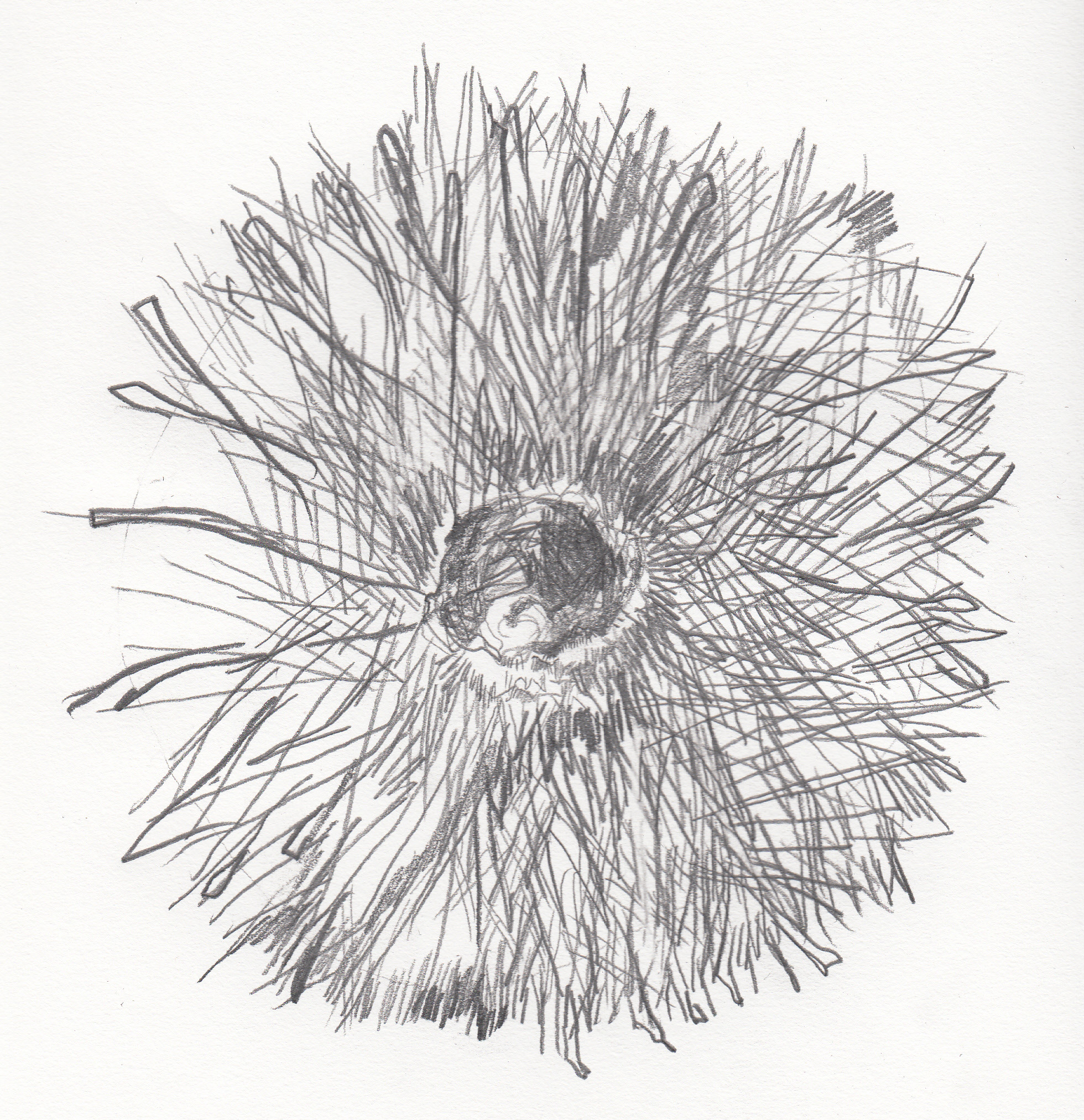 1960x2024 Sea Urchin Drawing Life - Sea Urchin Sketch