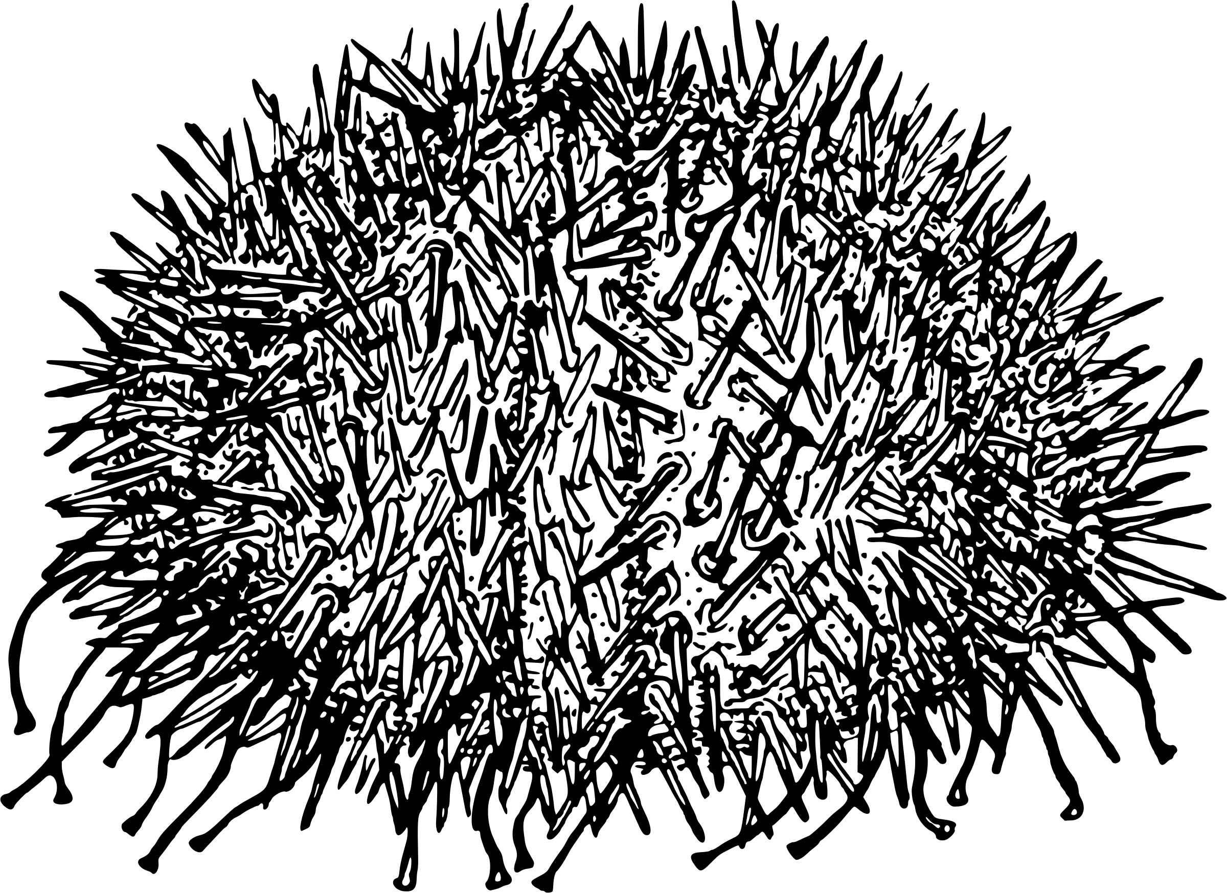 2400x1746 Sea Urchin Drawing Vector Clipart Image - Sea Urchin Sketch