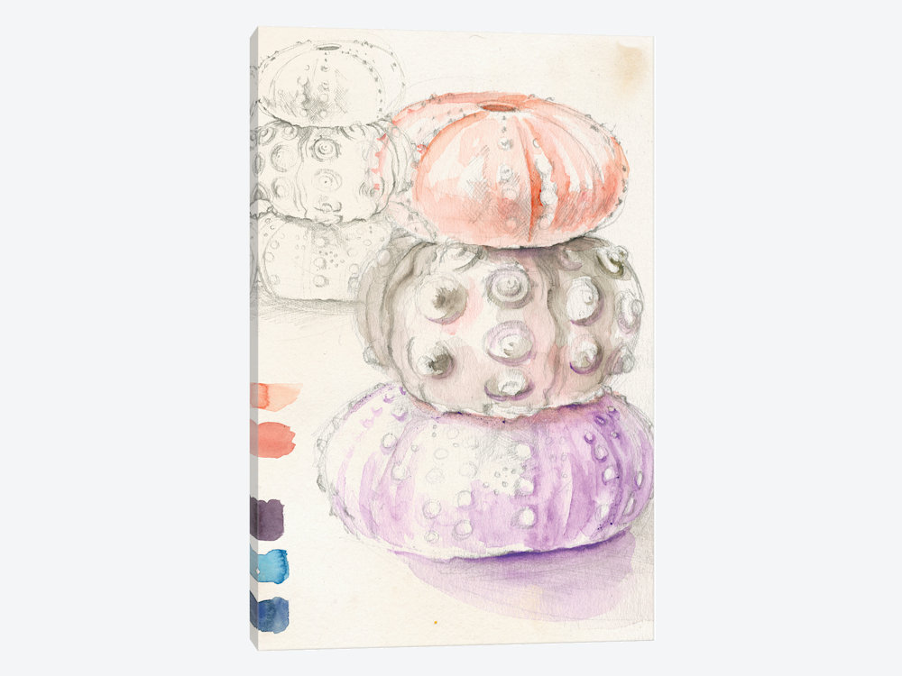 1000x750 Sea Urchin Sketches I Canvas Wall Art By Jennifer Paxton Parker - Sea Urchin Sketch