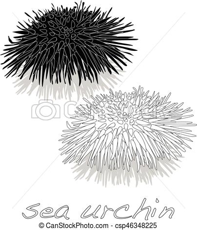 Sea Urchin Sketch at PaintingValley.com | Explore collection of Sea ...