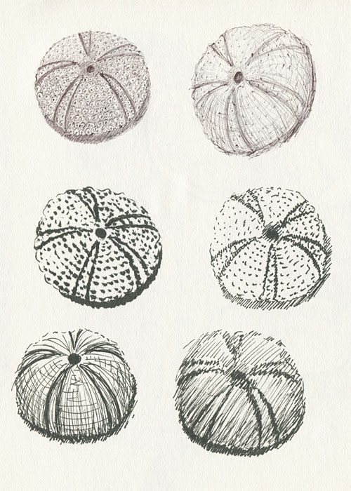 500x700 Still Life - Sea Urchin Sketch
