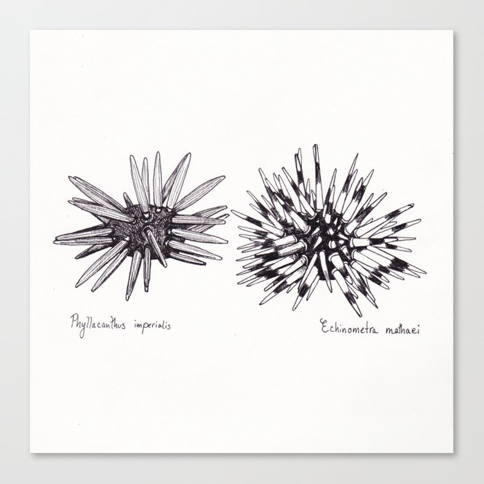 700x700 Tropical Sea Urchin Pen Amp Ink Canvas Print By Claudiamakeyev - Sea Urchin Sketch
