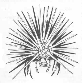 267x270 Urchin (Dungeons Amp Dragons) - Sea Urchin Sketch