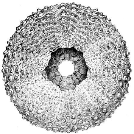 450x450 Noelbadgespugh Purple Sea Urchin Strongylocentrotus Purpuratus - Sea Urchin Sketch