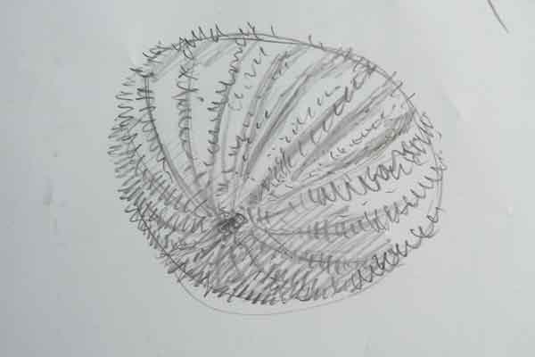 600x400 Diving The Farne Islands With Countryfile - Sea Urchin Sketch