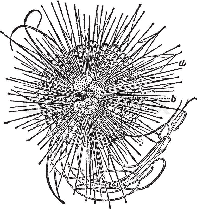 757x800 Illustration Shows Diagram Of The Anatomy Of A Sea Urchin. Sea - Sea Urchin Sketch